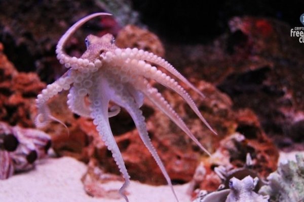 Kraken актуальные зеркала krakentor site