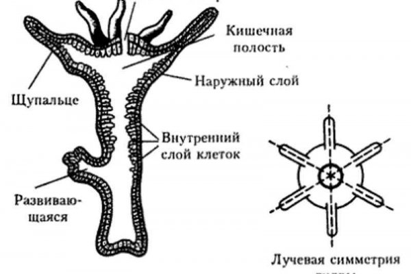 Официальный сайт kraken ссылки зеркала
